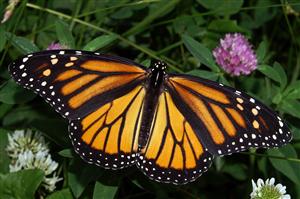 Butterfly 