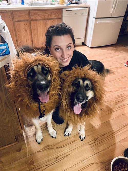 dogs 