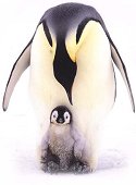 penguins
