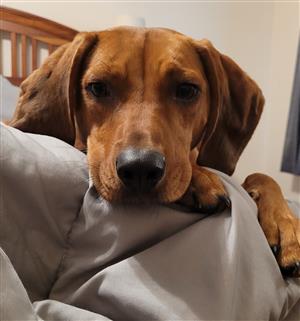 molly