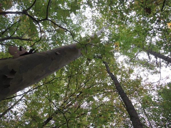 Sycamore pictures