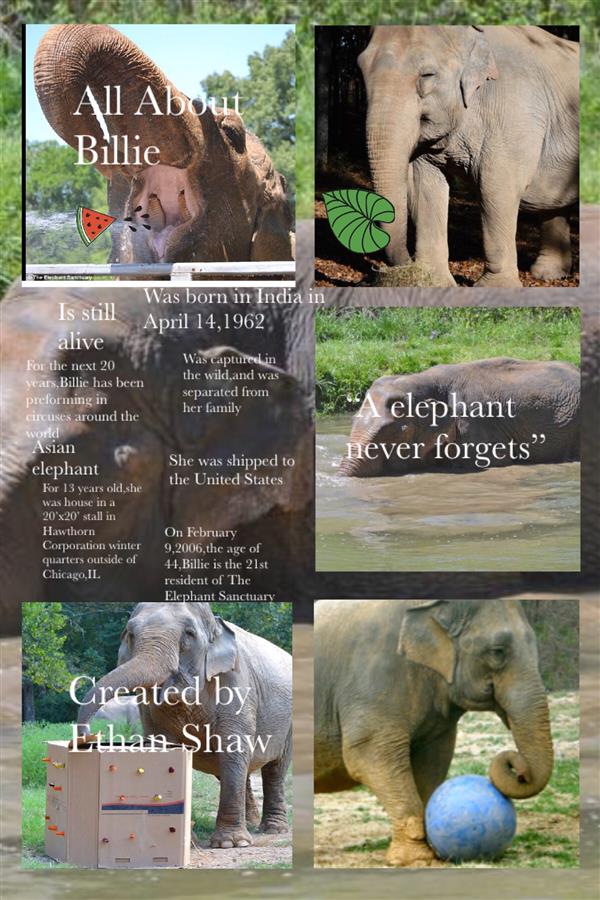 Elephant Pic Collage