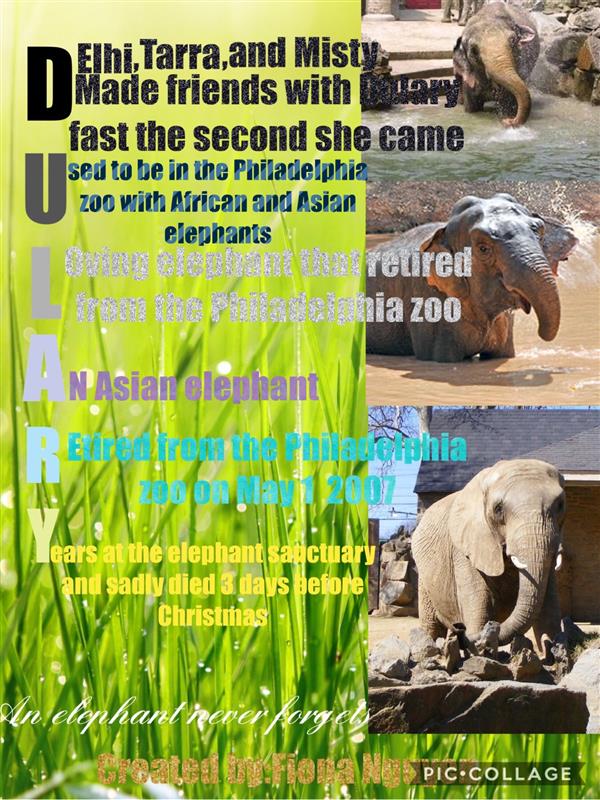 Elephant Pic Collage