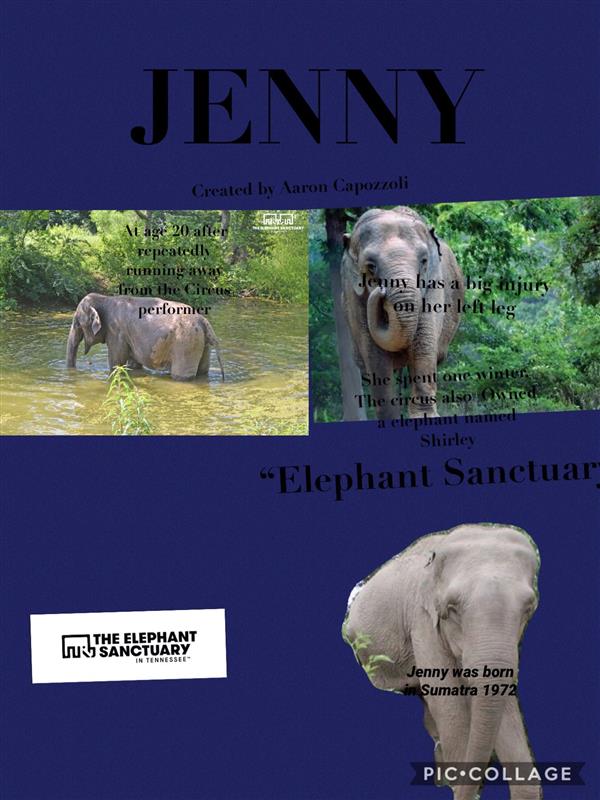 Elephant Pic Collage