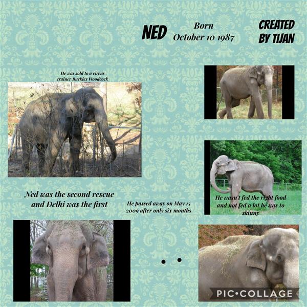 Elephant Pic Collage