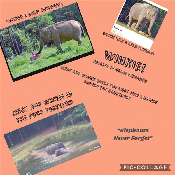 Elephant Pic Collage