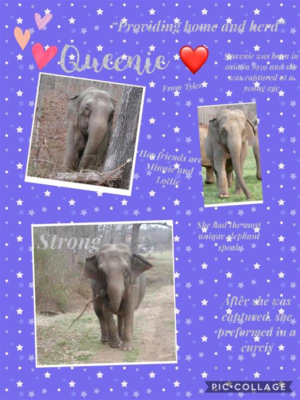 Elephant Pic Collage