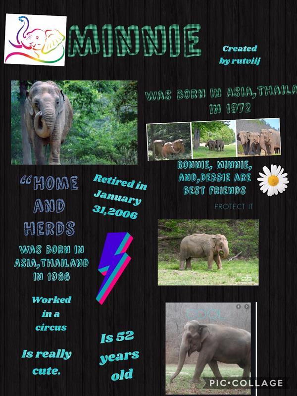 Elephant Pic Collage