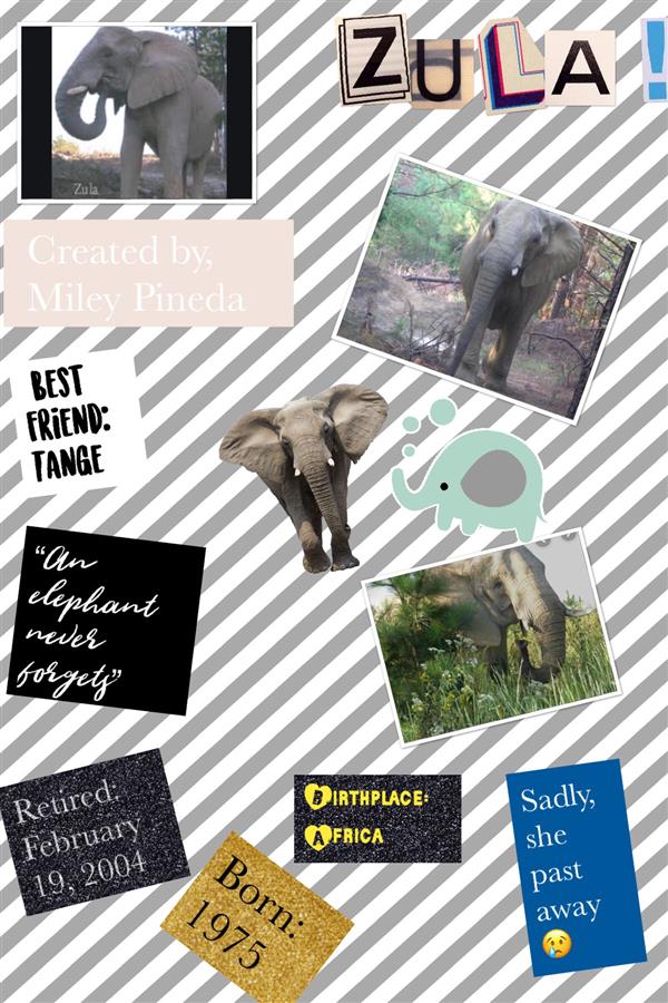 Elephant Pic Collage