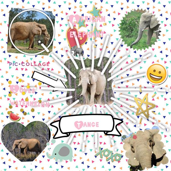 Elephant Pic Collage