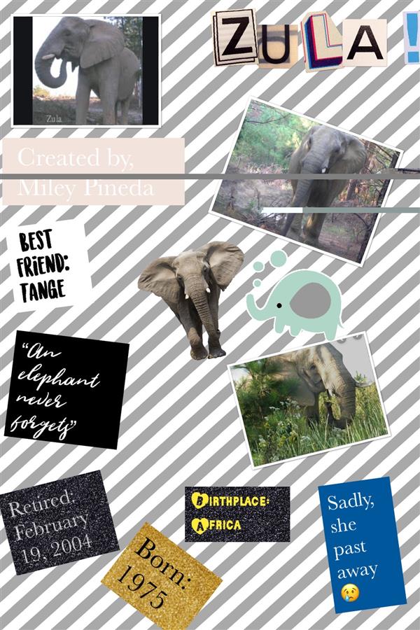 Elephant Pic Collage