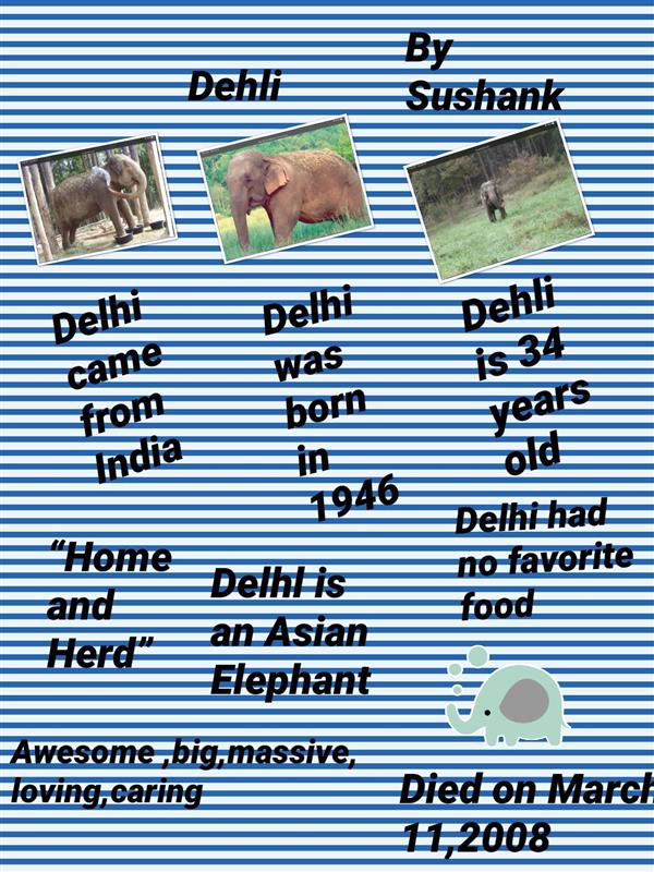 Elephant Pic Collage