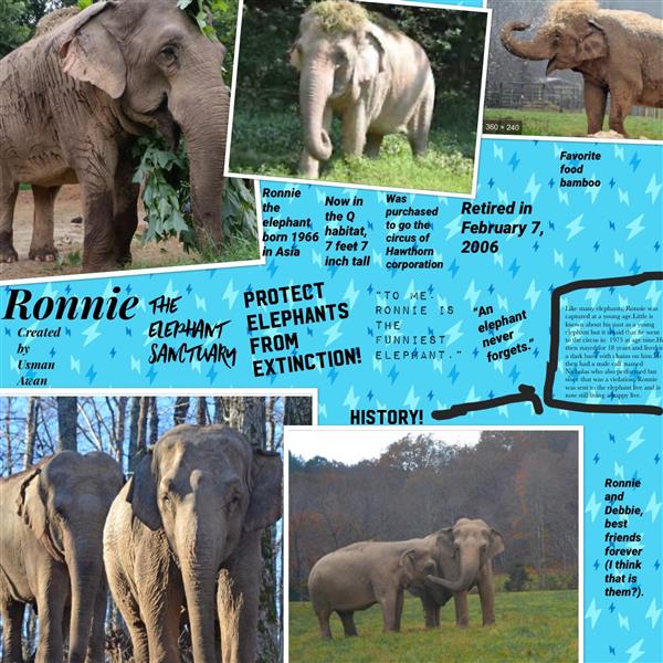 Elephant Pic Collage